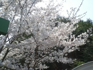 陸運局の桜