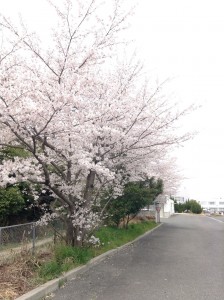 満開の桜