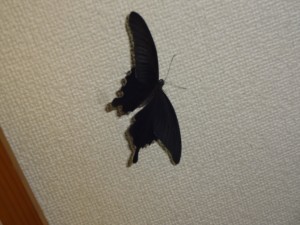 黒い蝶２