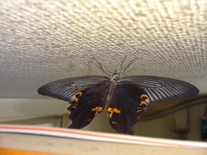 黒い蝶３