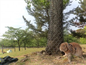 木陰で休憩中