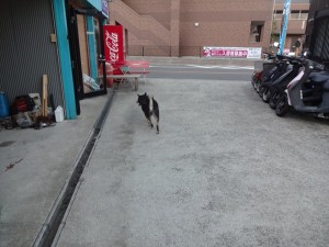 犬がご来店