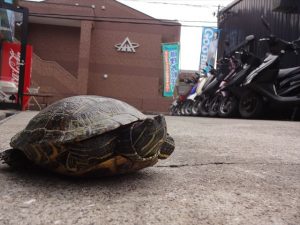 音を立てて威嚇するカメ