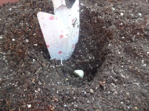 穴を掘って種にんにくを植えた