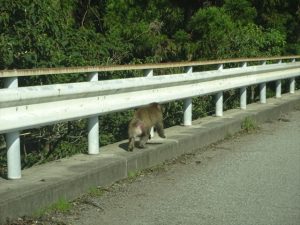 箕面のサル