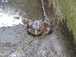 用水路のウシガエル