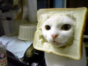 食パン　ネコ