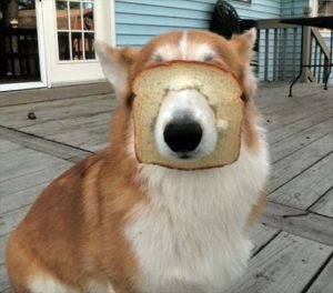 食パン　犬