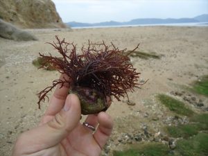 石に付いた海藻
