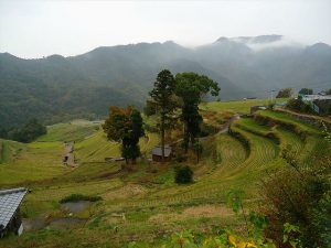 棚田の風景