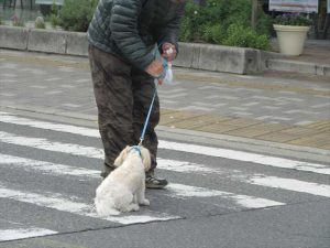 引っ張られるワンコｗ