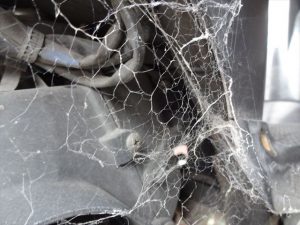 立派な蜘蛛の巣