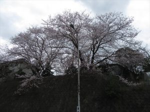 桜が見頃です