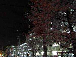 帰宅時に撮影した夜桜