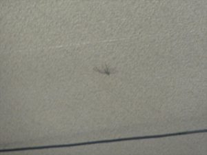 天井にいる蜘蛛