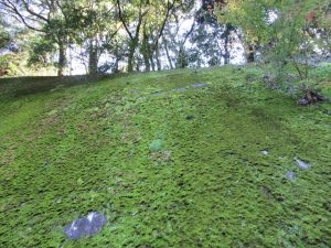 立派に苔生した壁