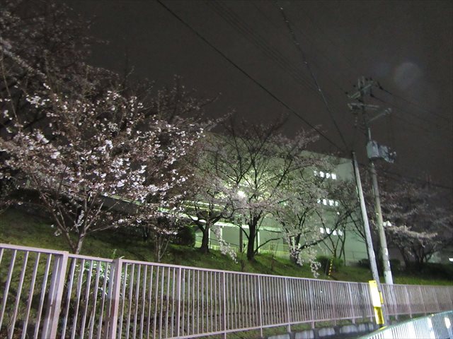 光明池運転免許試験場の桜