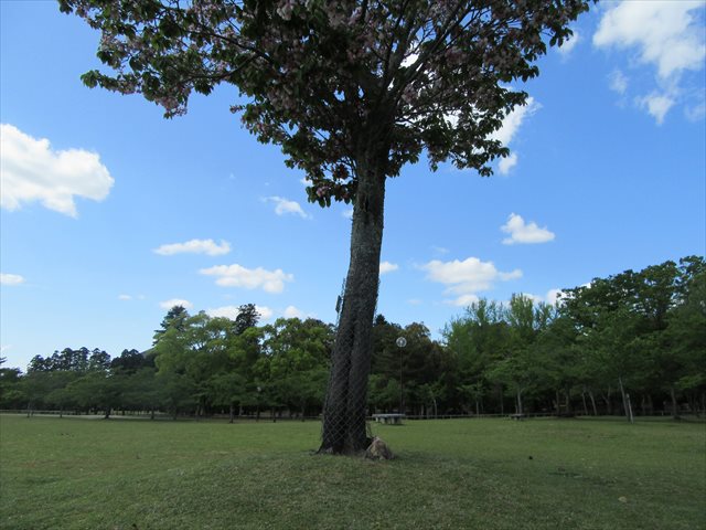 青い空、新緑、そしてちゃも