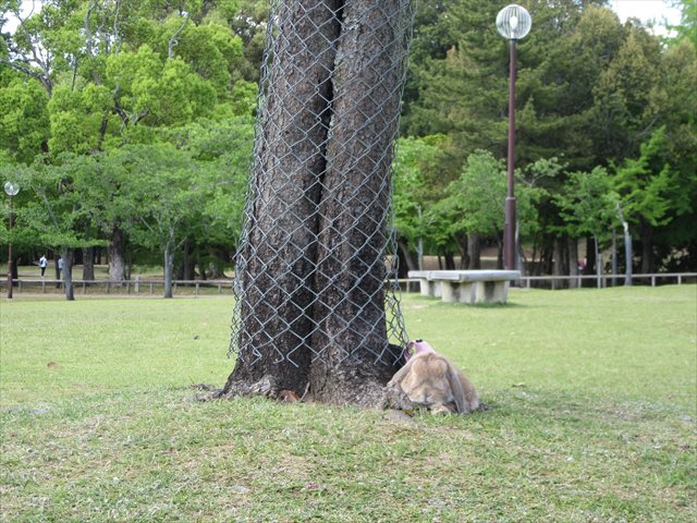 木陰で休むちゃもさん