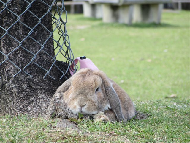 木陰で休むちゃもさん