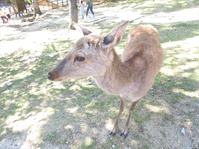 奈良公園　鹿